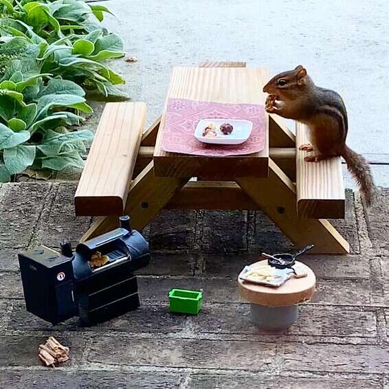 הסנאי השאיר טיפ. המסעדה של אנג'לה // צילום: מתוך הפייסבוק של אנג'לה הנסברגר